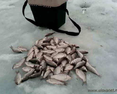 Ловля карася зимой Ловля карася зимой