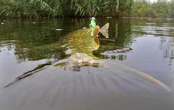 Место где водится щука