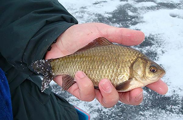 Ловля карася зимой на мормышку и поплавок. Наживки, прикормка и снасти для зимней рыбалки на карася