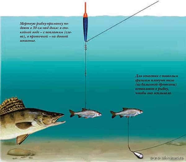 Ловля судака на мертвую рыбку
