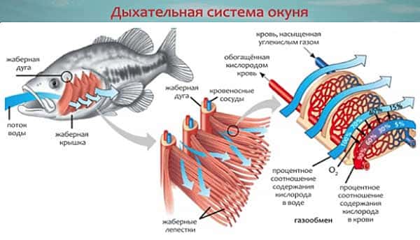 Дыхание рыб