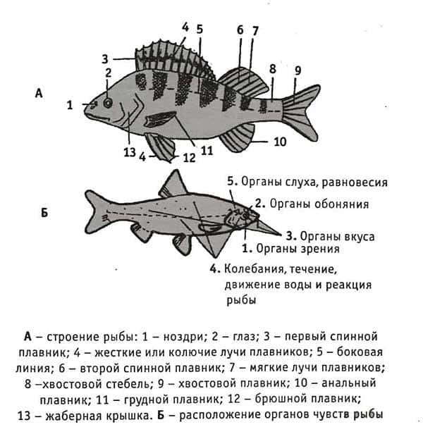 Класс рыбы плавники