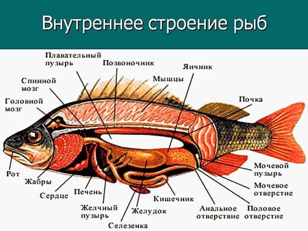 Форма тела рыб