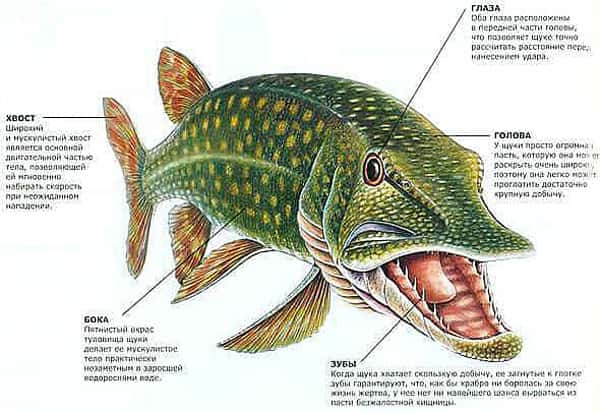 Как Выглядит Щука Фото