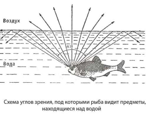 Зрение рыб