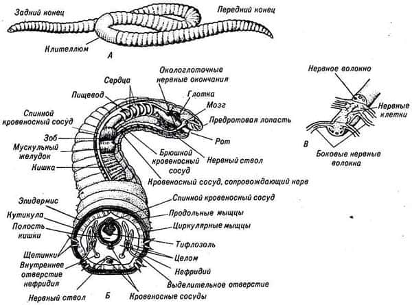 Черви