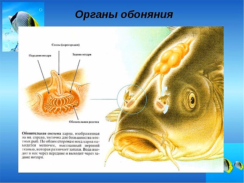 Органы обоняния рыбы