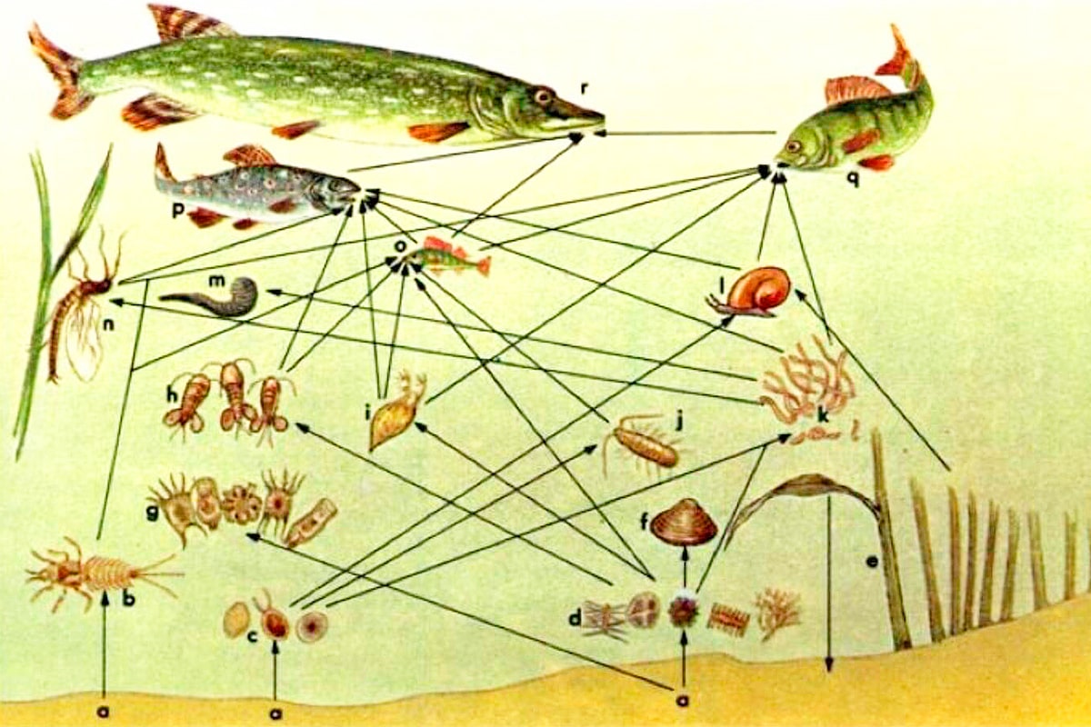 Трофическая структура водоема. Пищевая сеть экосистемы озера. Пищевая цепь биоценоза водоема. Пищевая сеть пресного водоема. Пищевая цепочка рыб.