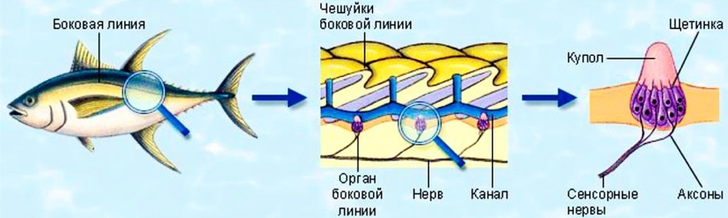 Схема строения боковой линии рыб