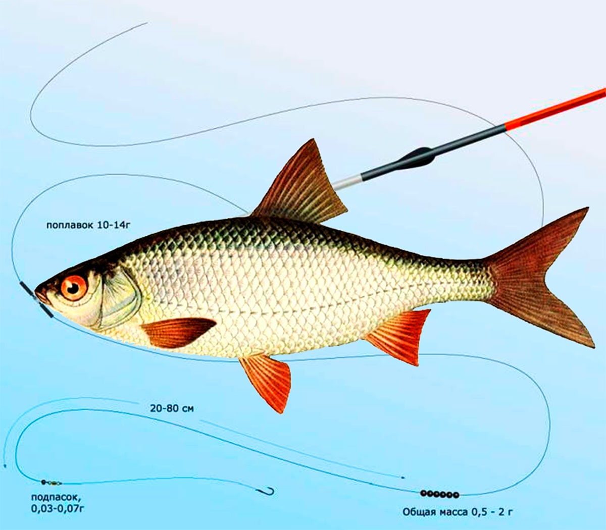 Снасти для ловли плотвы весной, летом и осенью