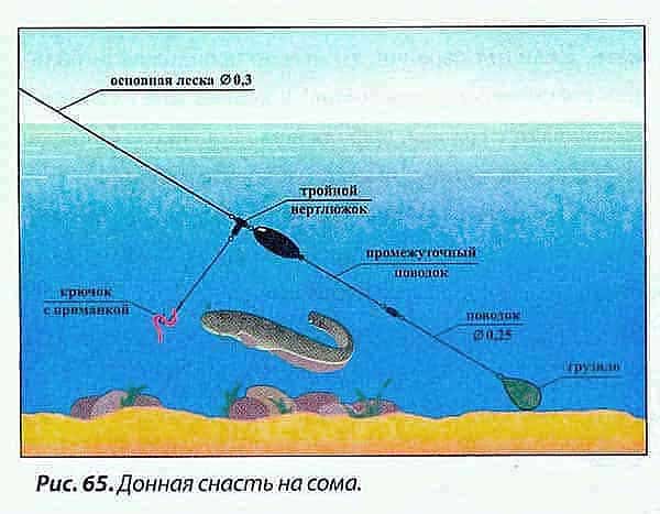 Ловля сома на донку