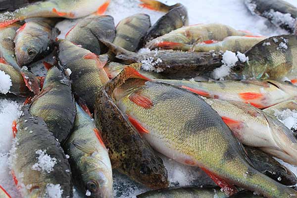 Последняя рыбалка со льда. Февраль, Ростовская область