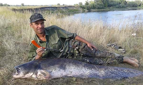 Ловля сома на квок