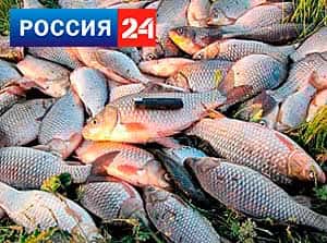 Как ловить сома - Секреты успешной рыбалки Как ловить сома - Секреты успешной рыбалки