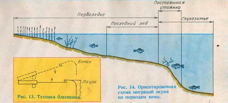 Схема миграции окуня зимой