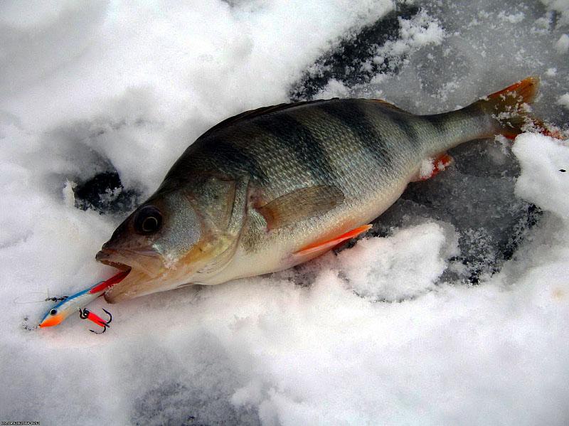 Рыбалка на окуня зимой: секреты и советы