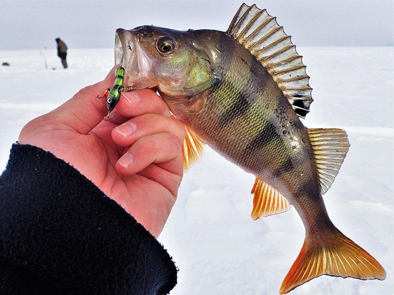 Ловля окуня на Куйбышевском водохранилище