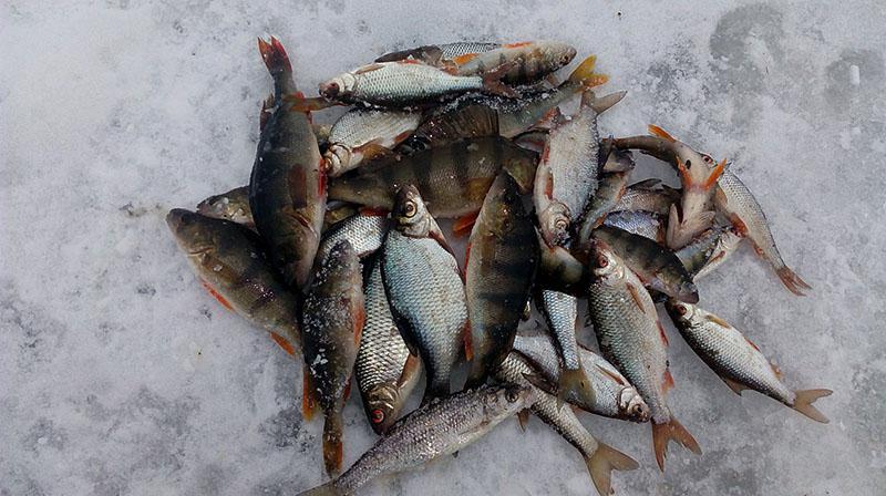 Зимняя рыбалка на Угре