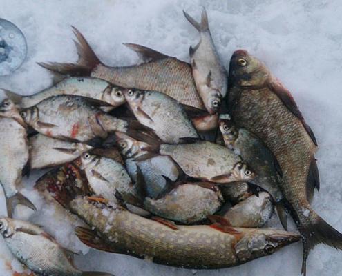 Отчёт с рыбалки