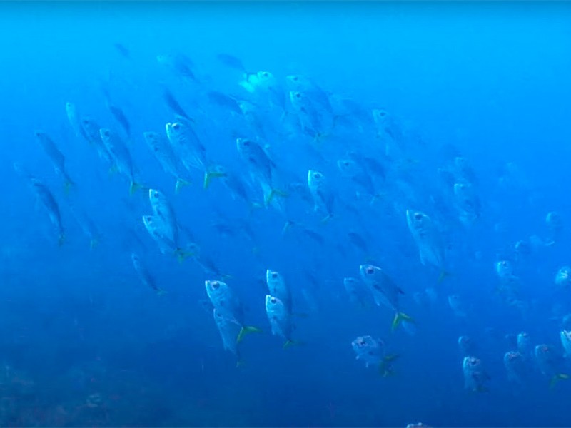 Как влияет атмосферное давление на морских рыб